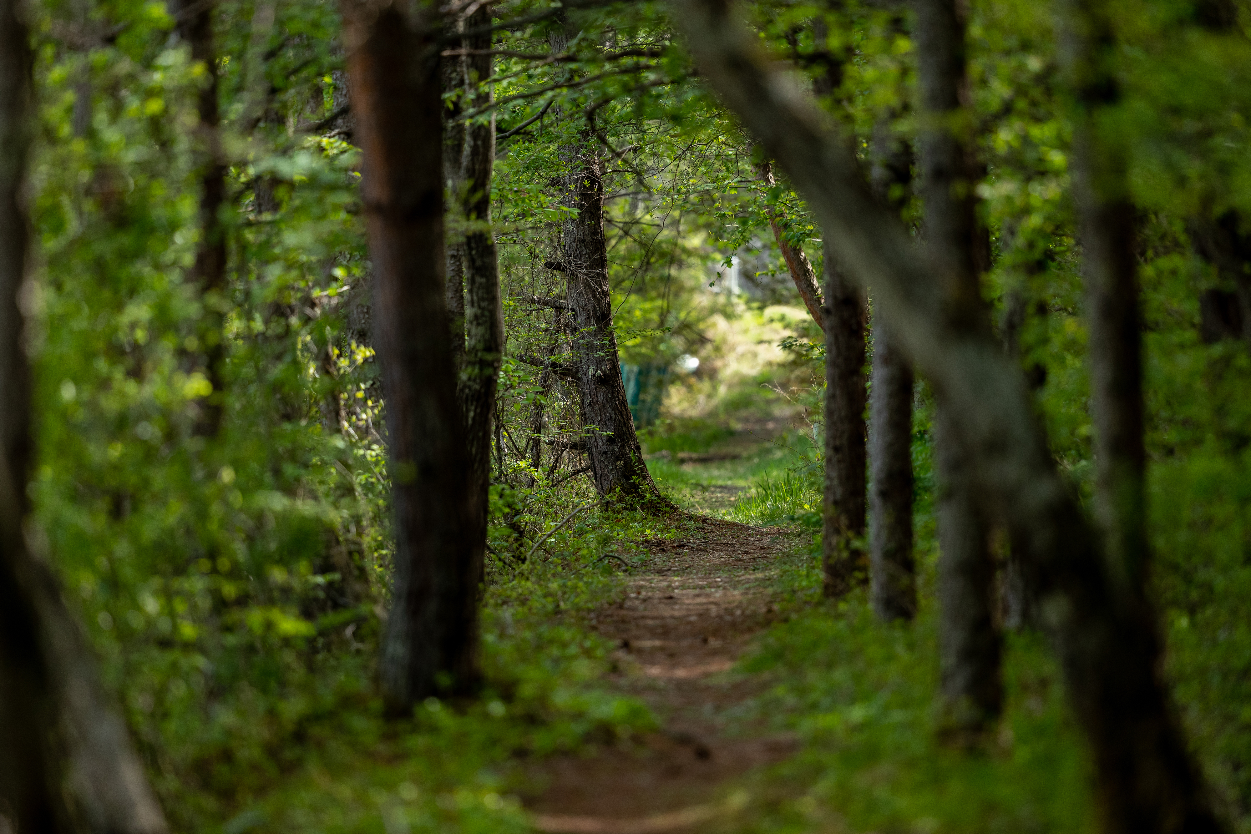 新緑の森の小道 無料の高画質フリー写真素材 イメージズラボ