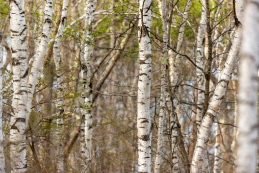 白樺（シラカンバ）林の写真