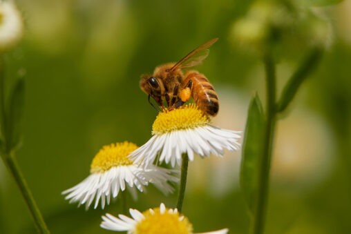 ハルジオンの花と蜂_3の写真