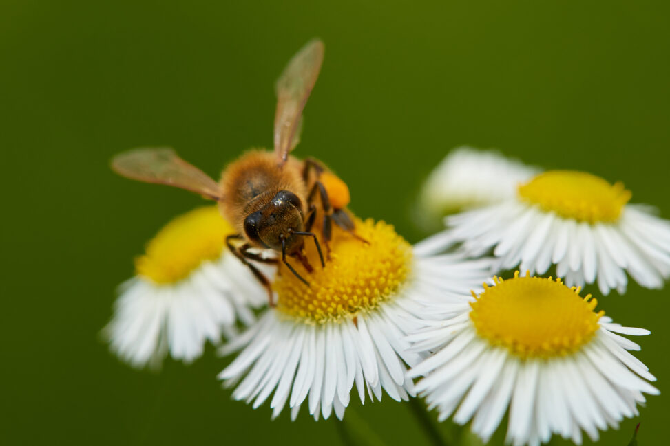 ハルジオンの花と蜂のアップの写真