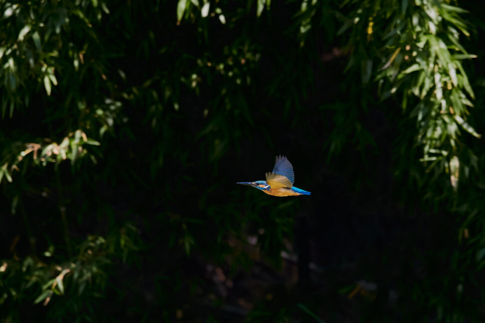 カワセミの飛翔_4の写真