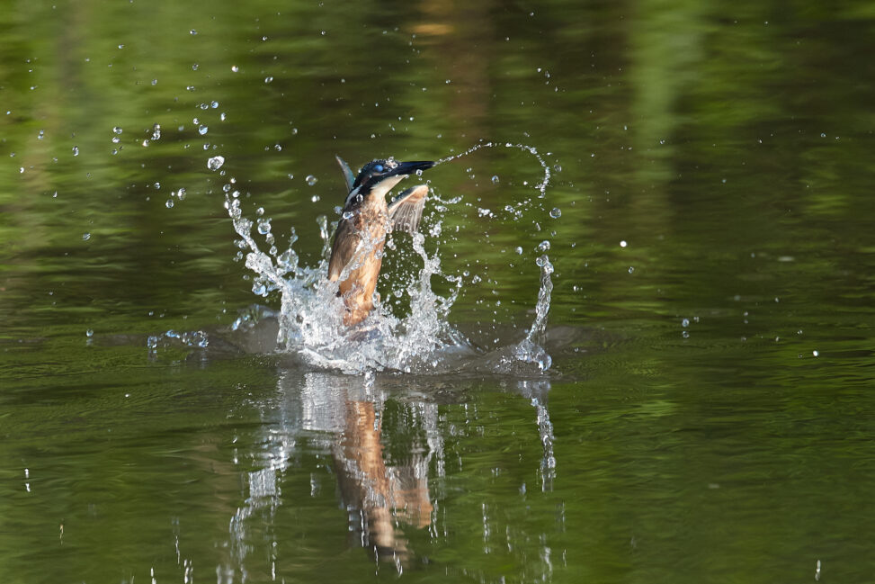水面から出てくるカワセミの幼鳥／瞬膜の写真