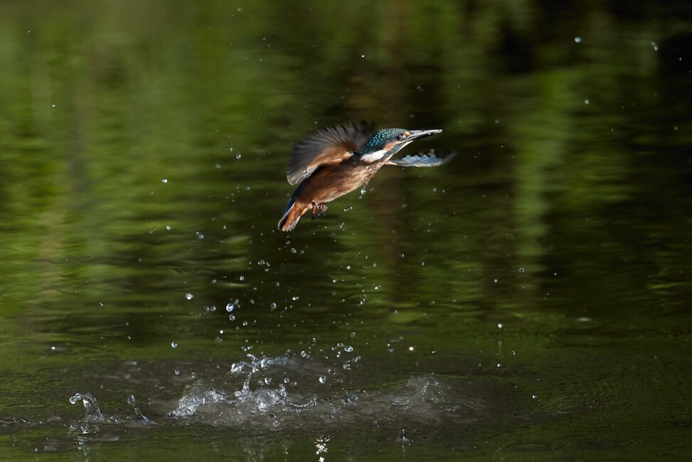 カワセミの幼鳥／離水の写真