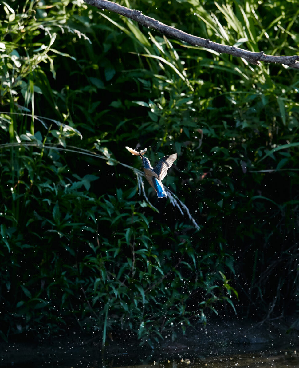 カワセミの幼鳥の捕食_2の写真