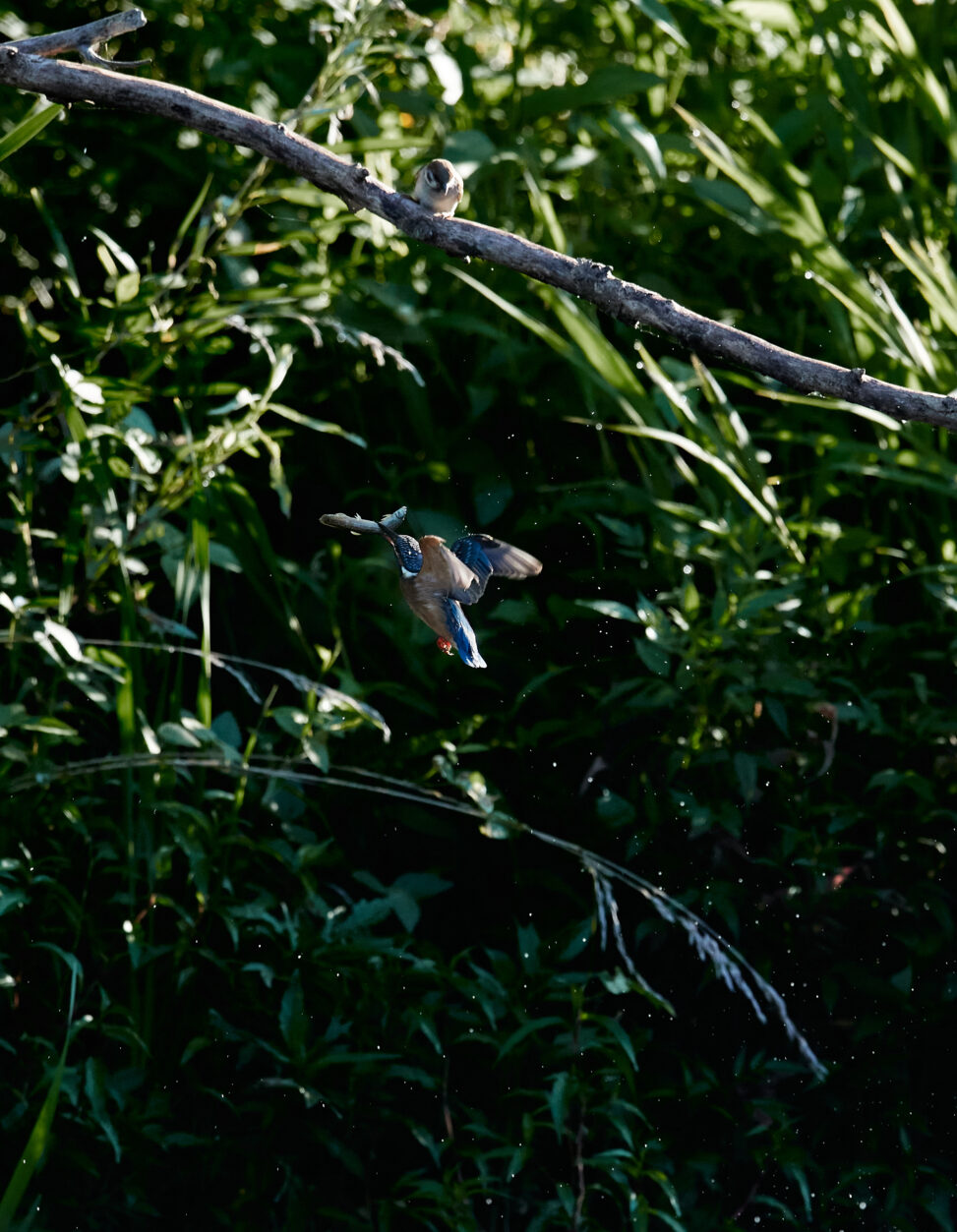 カワセミの幼鳥の捕食とスズメ（雀）の写真