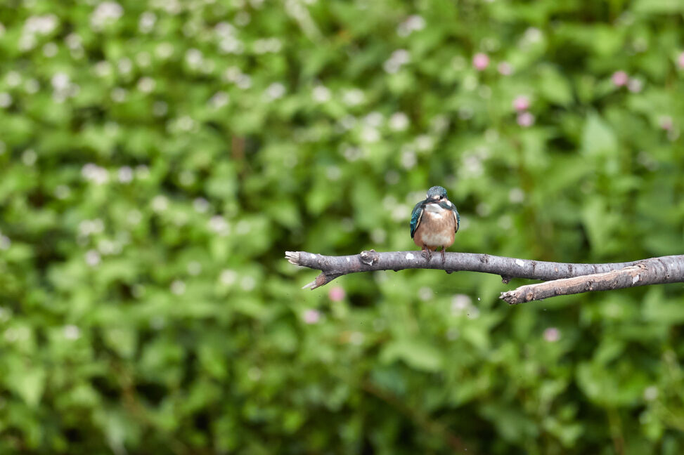 カワセミの幼鳥とグリーン背景_2の写真