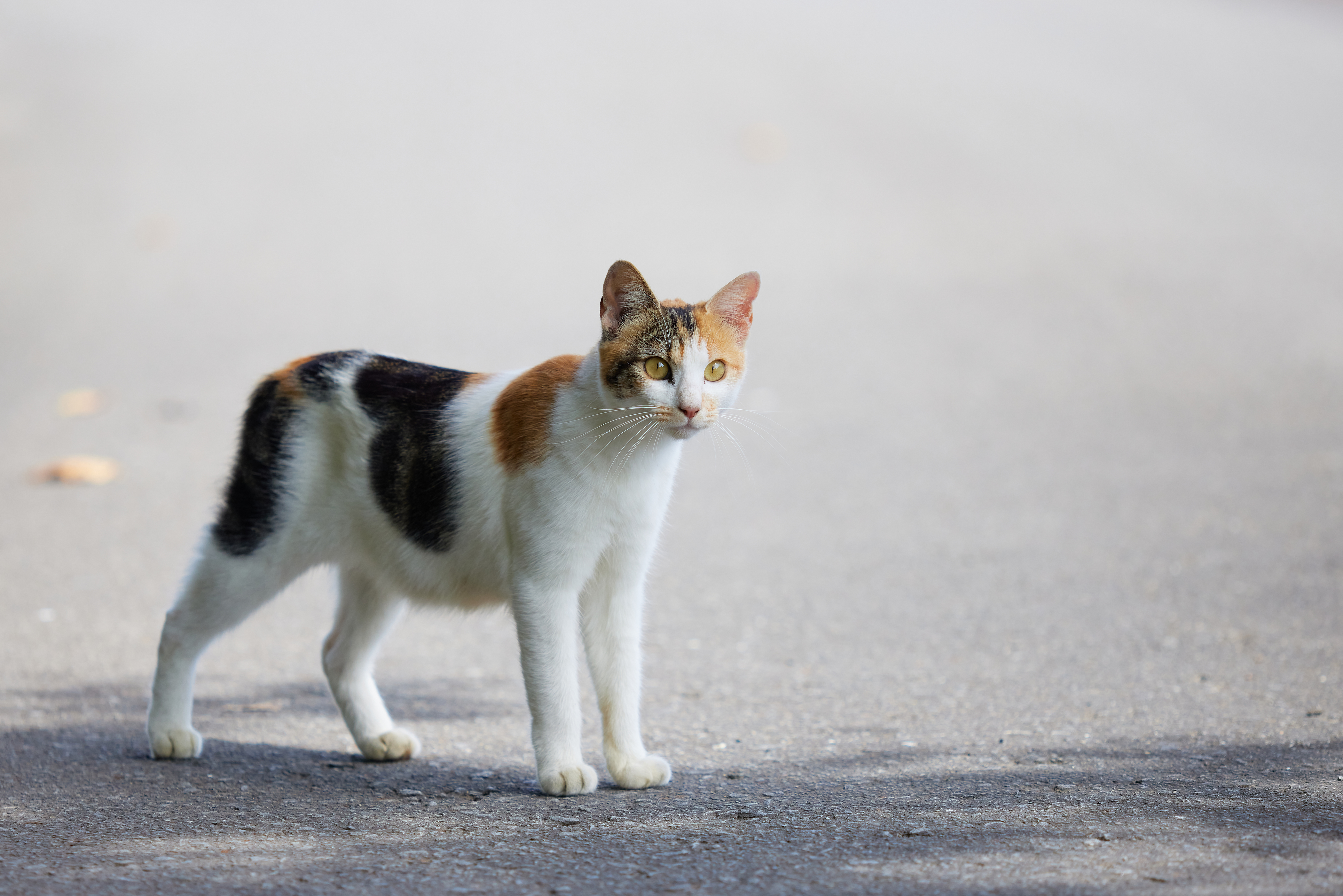 三毛猫 子猫 無料の高画質フリー写真素材 イメージズラボ