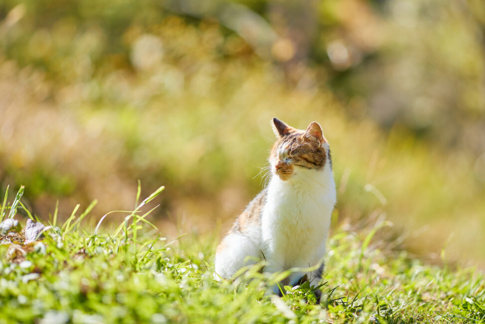 日向ぼっこ／お座り／かわいい三毛猫の写真