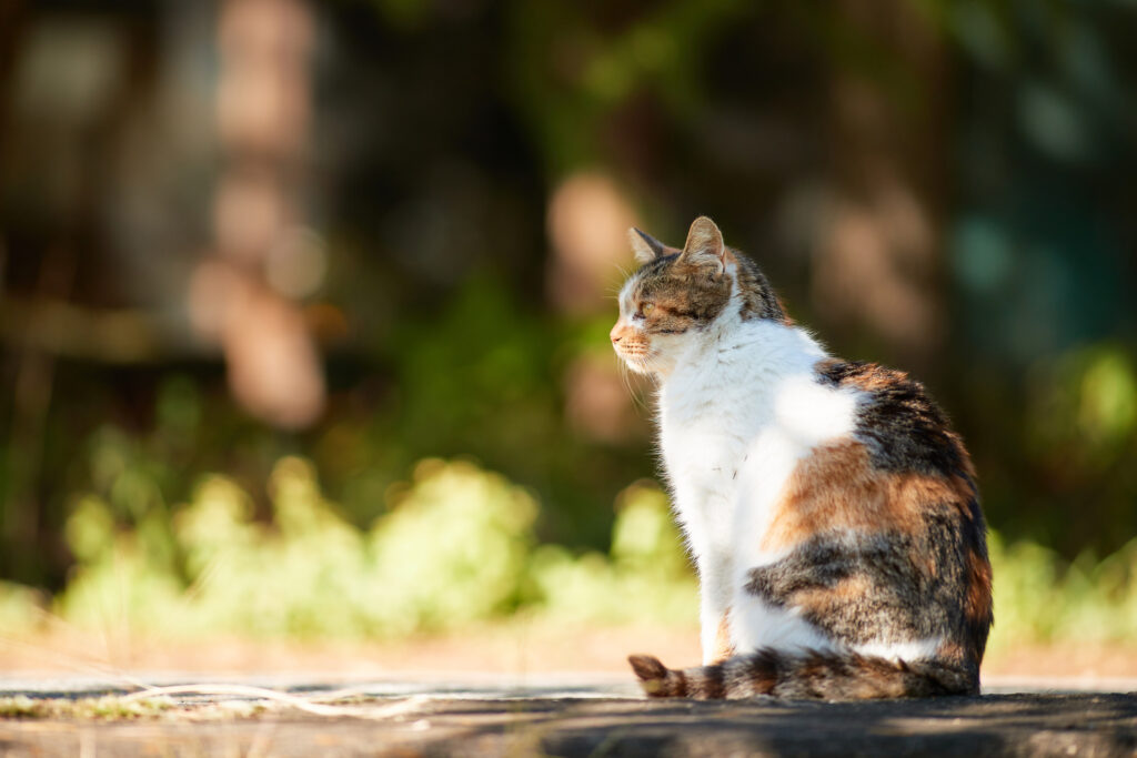 三毛猫/座り姿/横顔_2 | 無料の高画質フリー写真素材 | イメージズラボ
