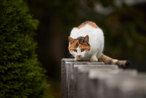 柵の上で低姿勢になるかわいい三毛猫の写真
