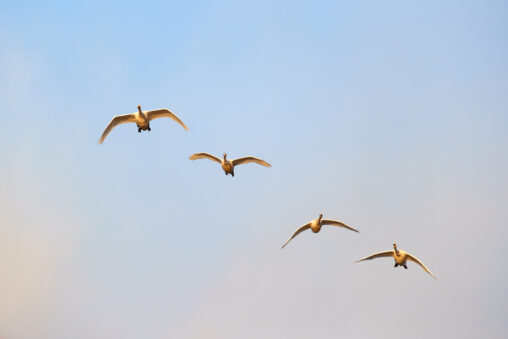 早朝の空を飛ぶ4羽の白鳥／コハクチョウの写真