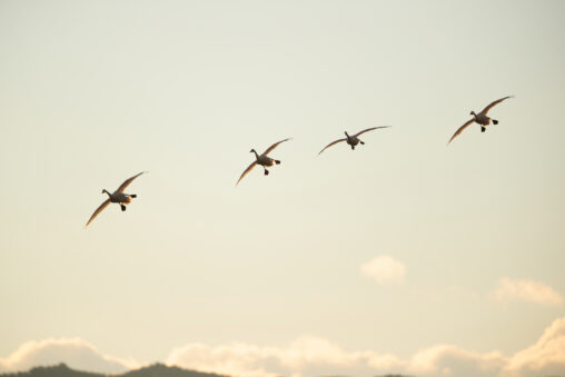早朝の空を飛ぶ4羽の白鳥／コハクチョウ_2の写真