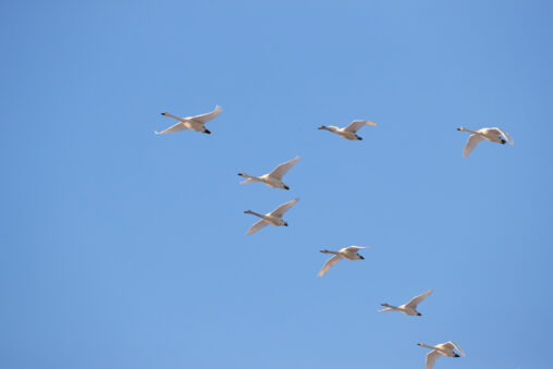 編隊飛行をする白鳥／コハクチョウの写真