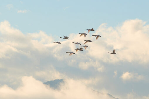 朝の空を群れで飛ぶ白鳥／コハクチョウ_2の写真