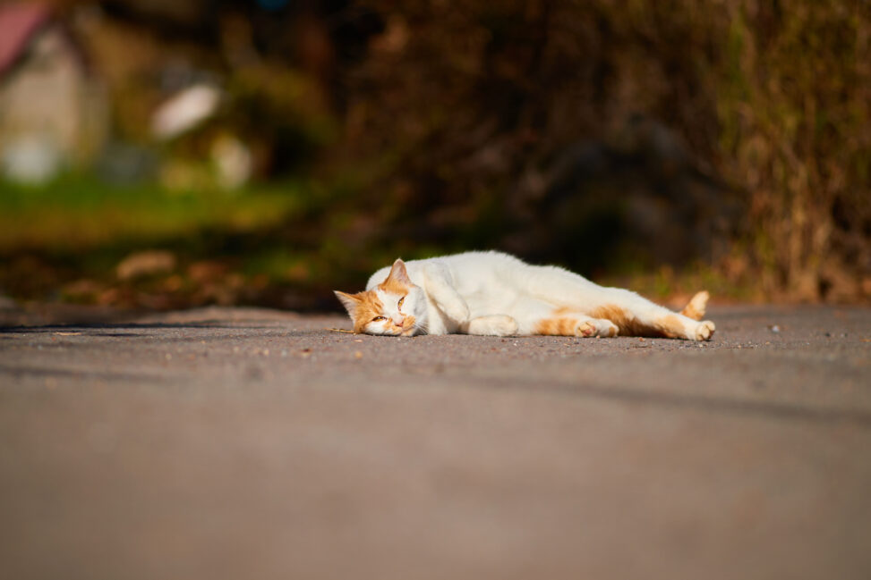 道に寝転がっている猫_2の写真