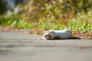 道に寝転がっている猫_3の写真
