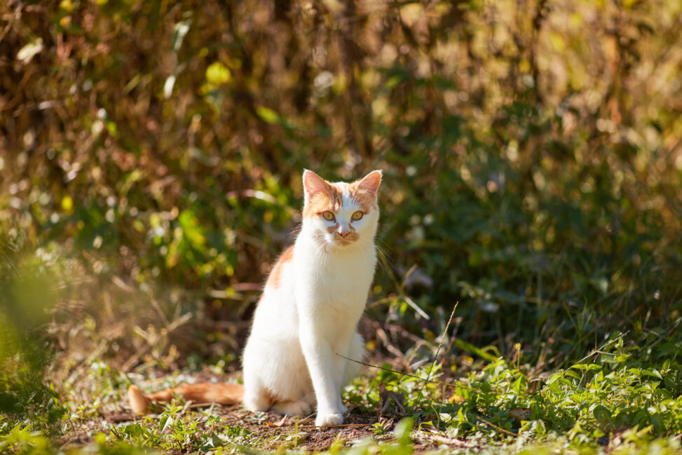 お座りをしているかわいい茶白の猫の写真