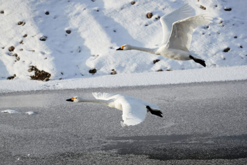 氷上／雪／白鳥／コハクチョウ／飛翔の写真
