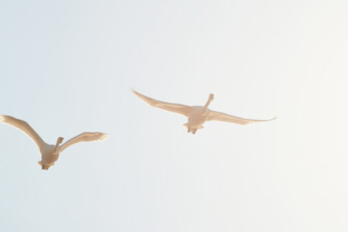 朝日を浴びて飛翔する二羽の白鳥／コハクチョウの写真