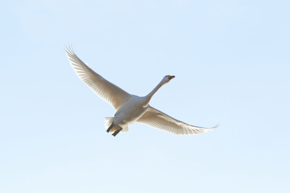 早朝の空を飛翔する白鳥／コハクチョウの写真