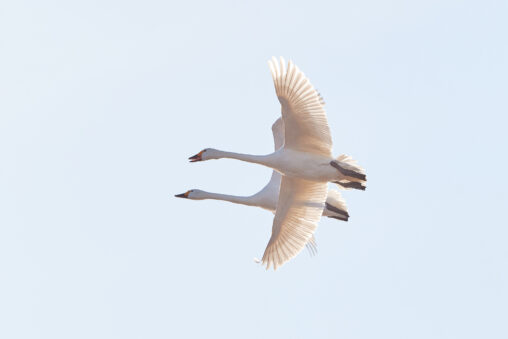 早朝の空を飛翔する二羽の白鳥／コハクチョウの写真