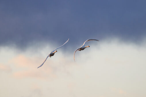早朝の空を飛翔する二羽の白鳥／コハクチョウ_2の写真