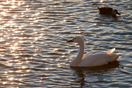 夕日に照らされた水面とコハクチョウ／白鳥の写真