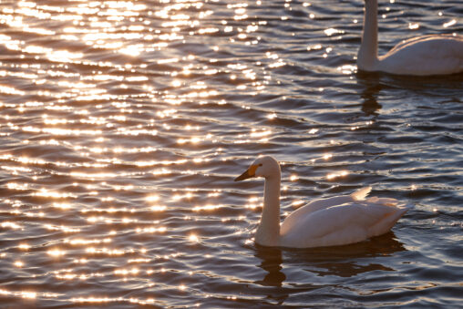 夕日に照らされた水面とコハクチョウ／白鳥_2の写真