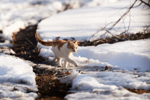 雪どけの道を歩くかわいい猫の写真