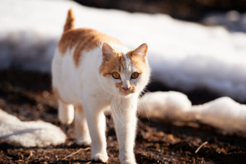雪とかわいい茶白の猫の写真