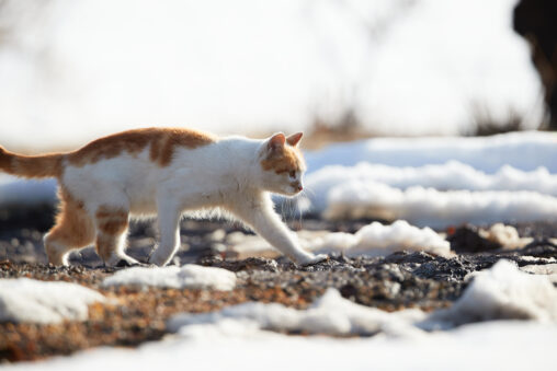 雪どけの道を歩くかわいい猫_2の写真