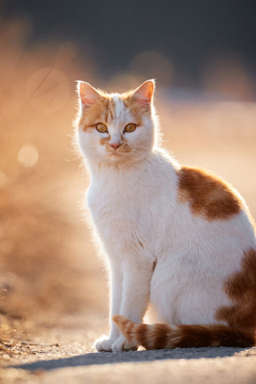 かわいい茶白の猫／お座り／夕方の写真