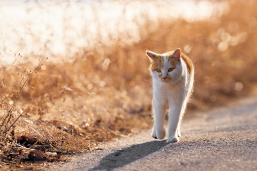 道を歩くかわいい茶白の猫／夕方の写真