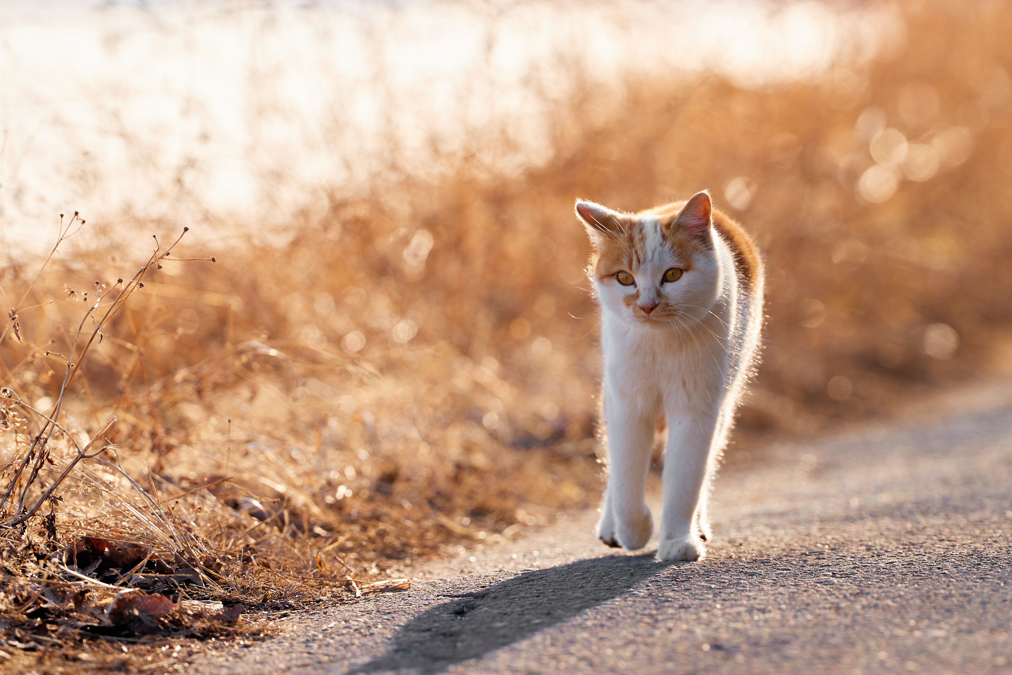 道を歩くかわいい茶白の猫 夕方 無料の高画質フリー写真素材 イメージズラボ