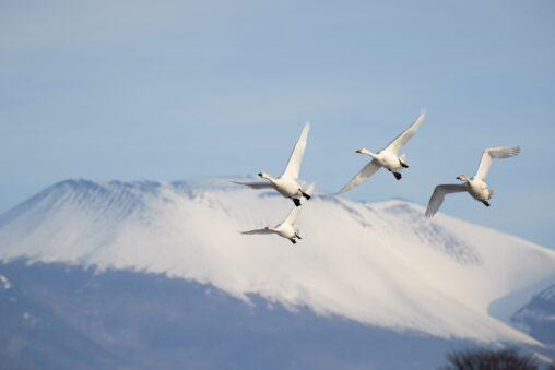 浅間山とコハクチョウ／白鳥たちの写真