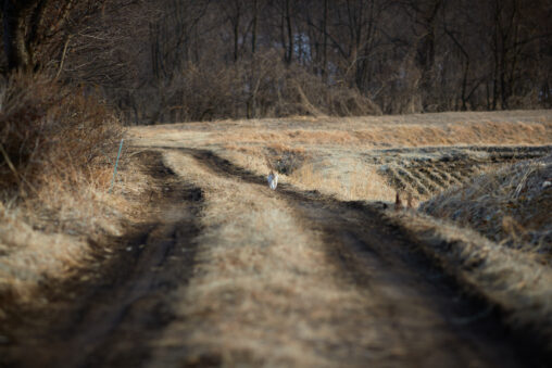 農道を歩いてくるかわいい茶白の猫／夕方の写真