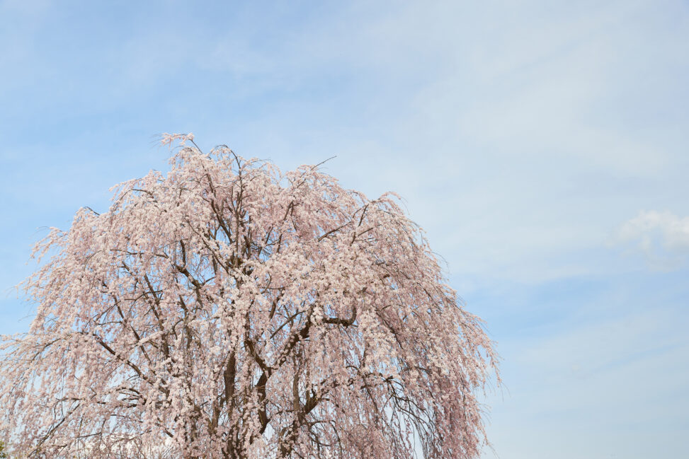 満開の枝垂れ桜／青空の写真