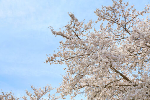 桜／満開／青空の写真