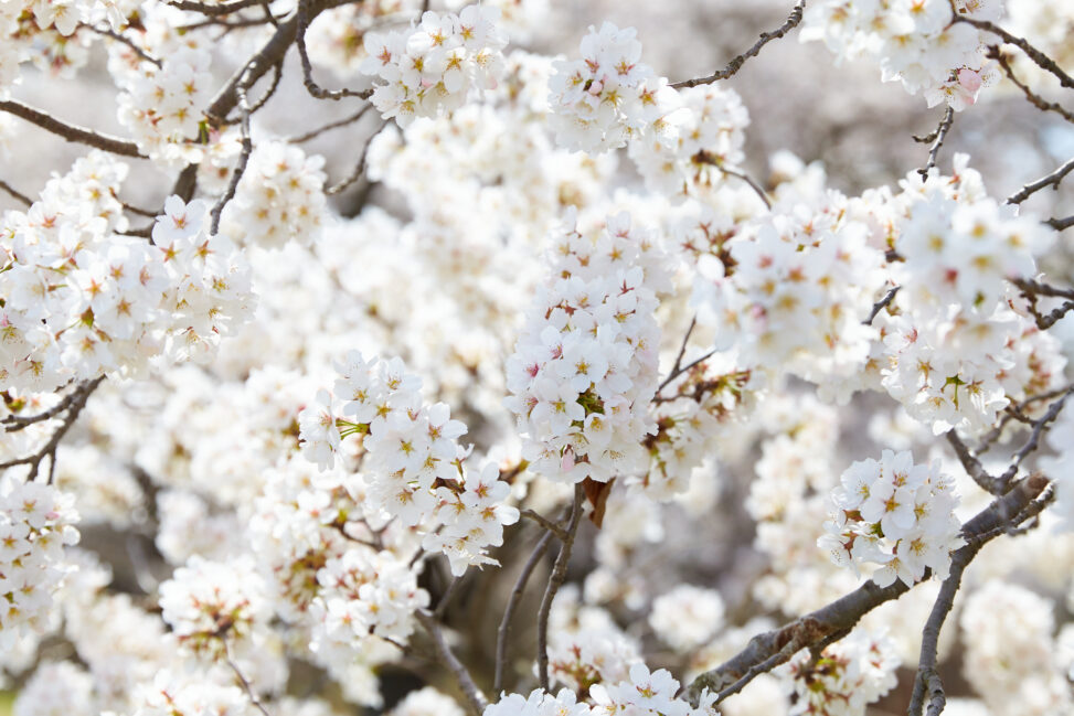 桜／満開／アップの写真