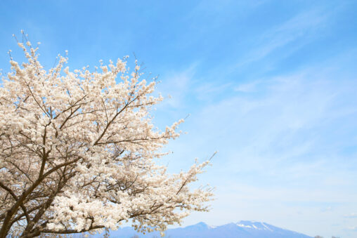 満開の桜と浅間山の写真