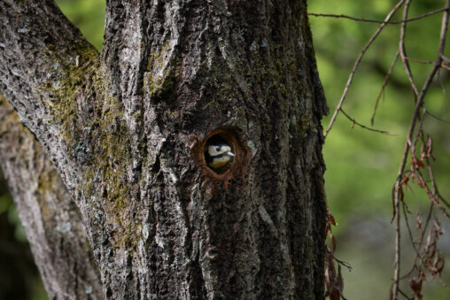巣から顔を出すアカゲラの写真