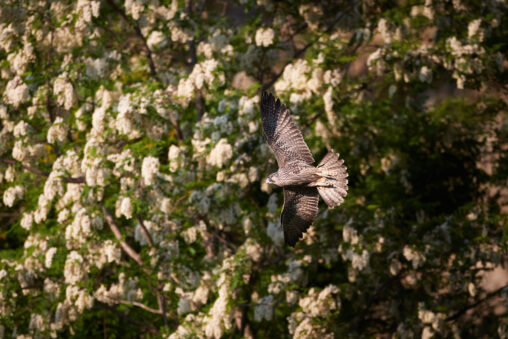 ハヤブサの幼鳥の飛翔／アカシヤ背景の写真