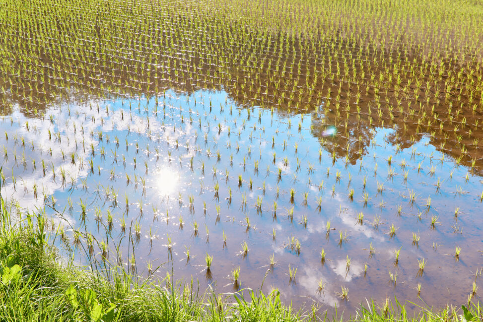 田んぼ／初夏／水面に映る太陽と青空の写真