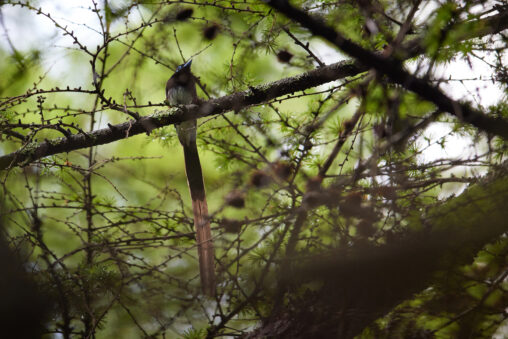 カラマツ林とサンコウチョウ／三光鳥の写真
