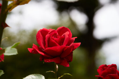 赤いバラ／薔薇／一輪の写真
