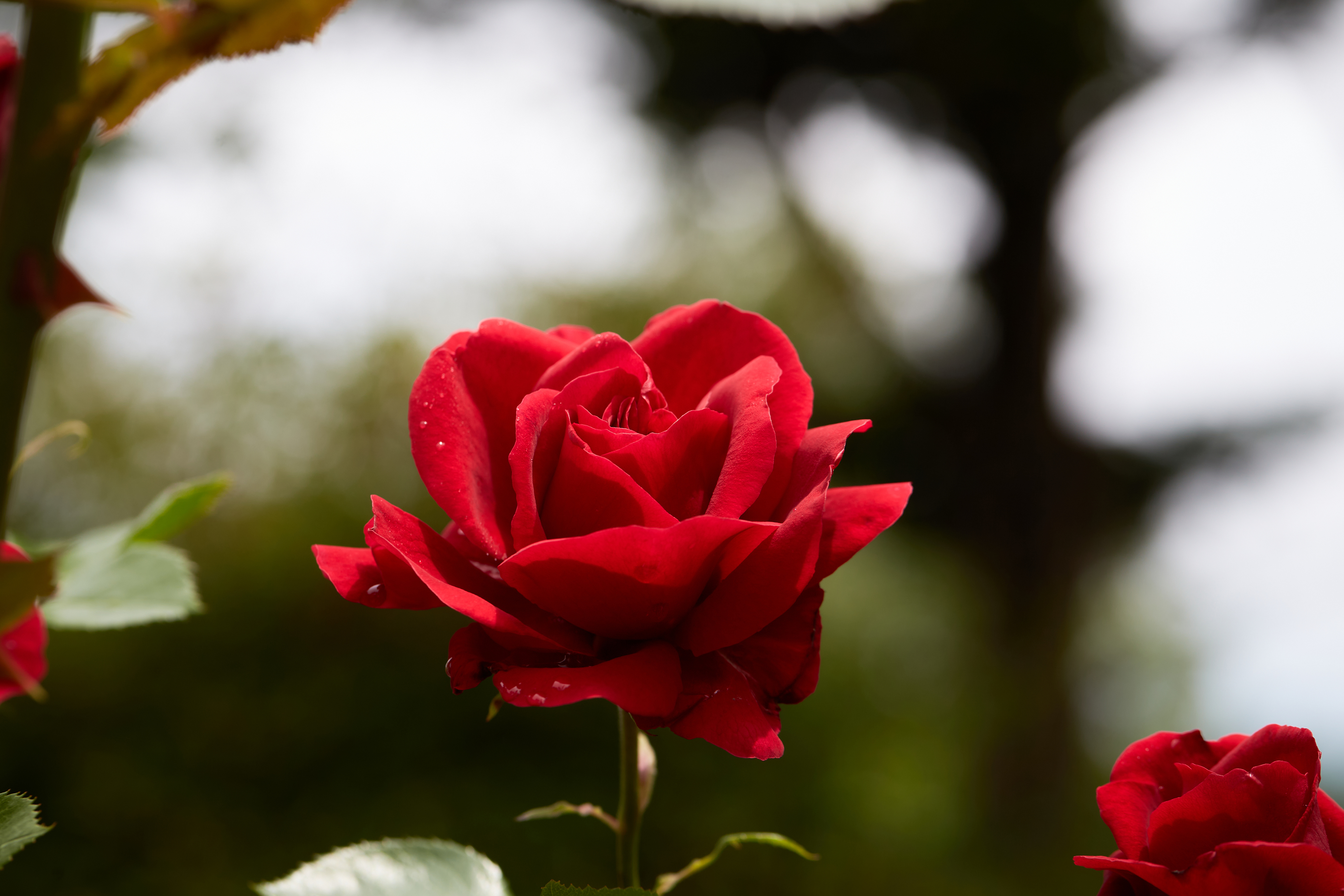 赤いバラ 薔薇 一輪 無料の高画質フリー写真素材 イメージズラボ