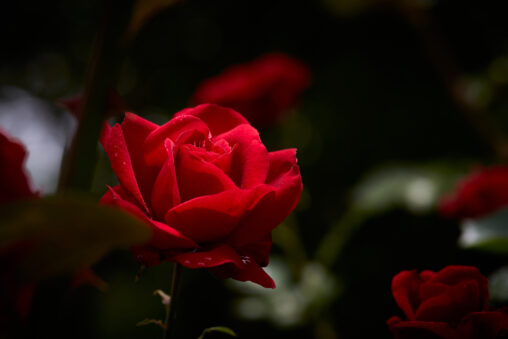 赤いバラ／薔薇／一輪_2の写真