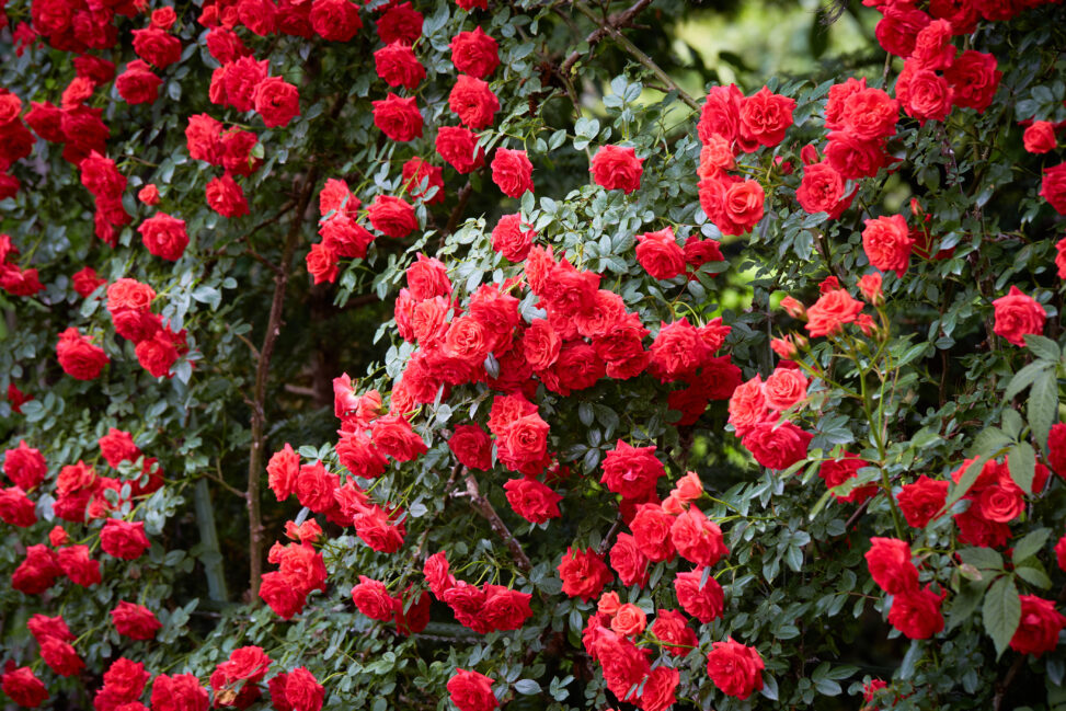 たくさんの赤いバラ／薔薇の写真