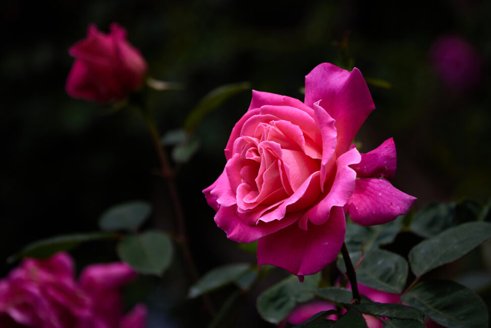 ピンクのバラ／薔薇／一輪の写真