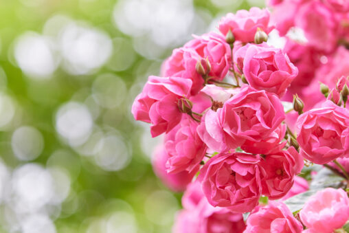 ピンクのバラ／薔薇／アンジェラ_2の写真